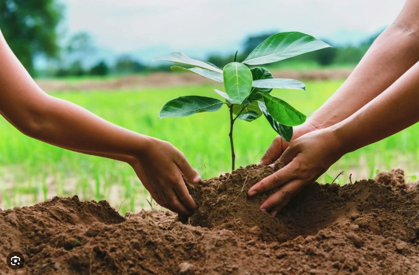 Expert planting by M&I services